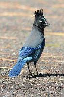 Steller's Jay